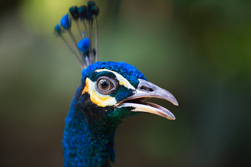 close-up of the head of a peacock