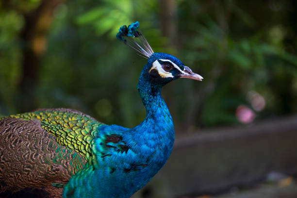 istock The wild birds of Malasia 853324610