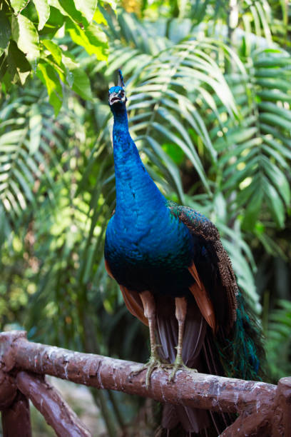 istock The wild birds of Malasia 853324792