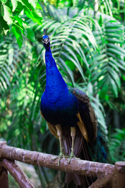 istock The wild birds of Malasia 853324800