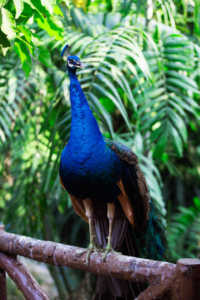 istock The wild birds of Malasia 853324978