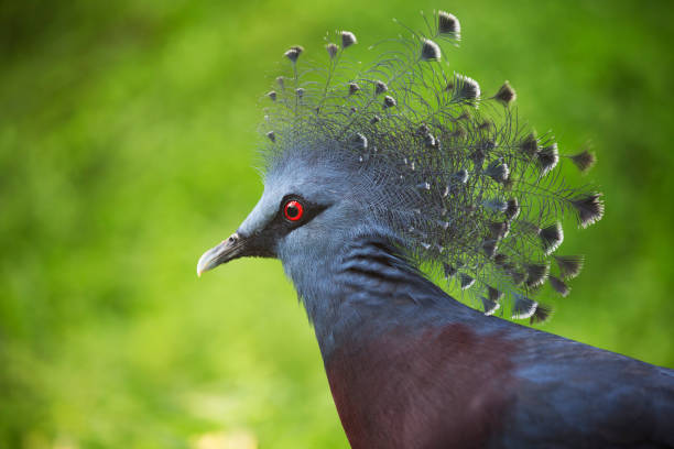 istock The wild birds of Malasia 853326040