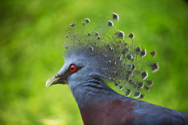 istock The wild birds of Malasia 853326094