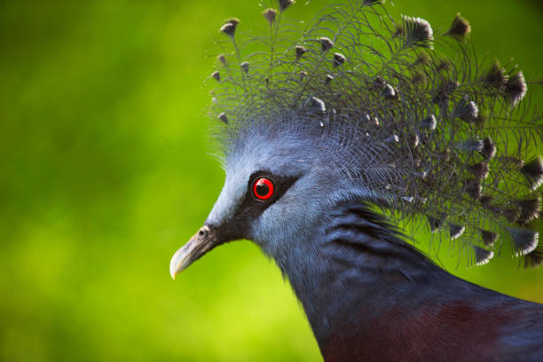 istock The wild birds of Malasia 853326142