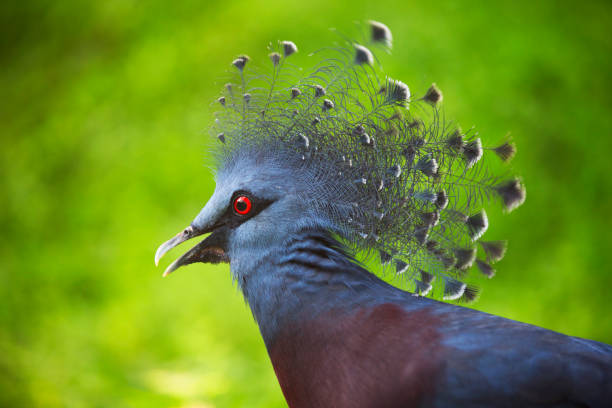 istock The wild birds of Malasia 853326146