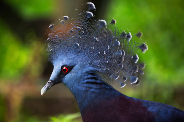 istock The wild birds of Malasia 853326238
