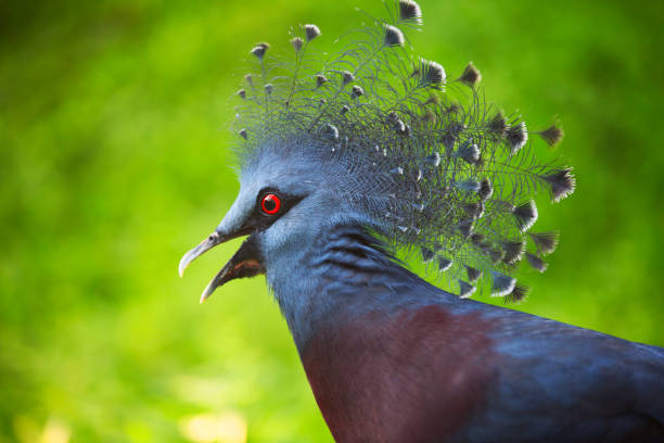 istock The wild birds of Malasia 853326812