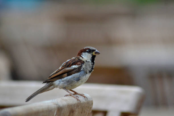 istock Portrait of a sparrow 853328510