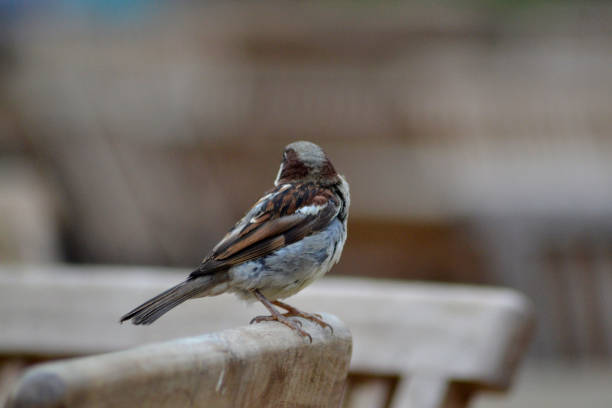 istock Portrait of a sparrow 853328538