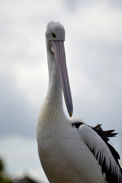 istock Portrait of a Pelican 853328588