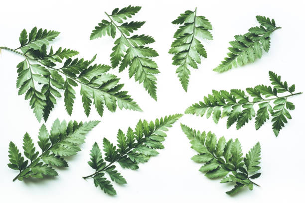 istock Real tropical leaves backgrounds on white.Botanical nature concepts.flat lay 853330706