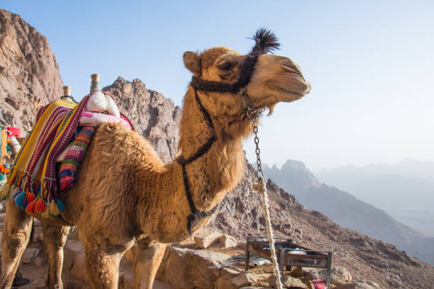 istock a camel on top of mount sinai 853342980