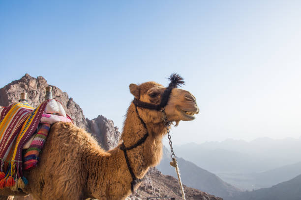 istock a camel on top of mount sinai 853343000