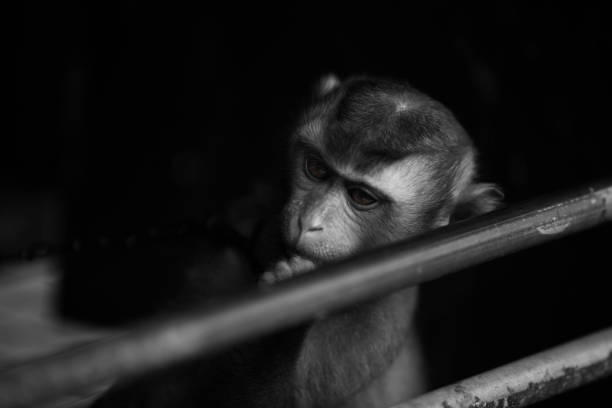 istock The Monkeys of Thailand 853350122