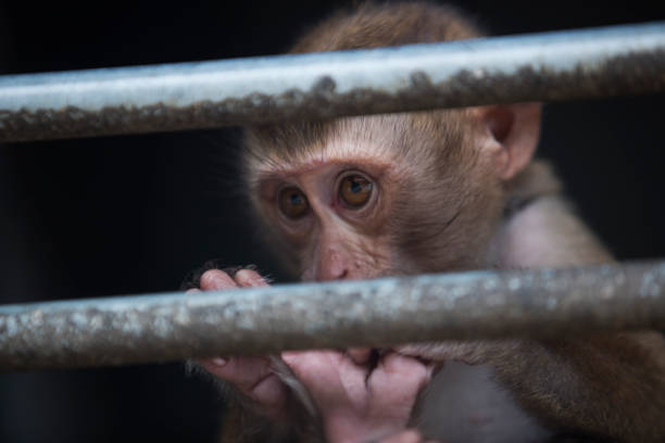 istock The Monkeys of Thailand 853350802
