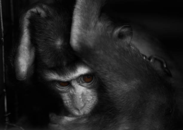 istock The Monkeys of Thailand 853350844