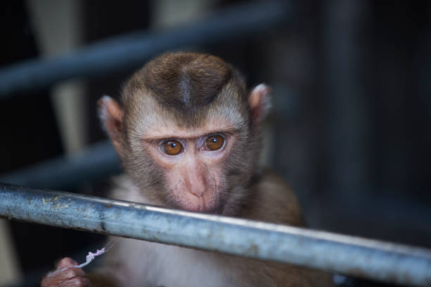 istock The Monkeys of Thailand 853351068