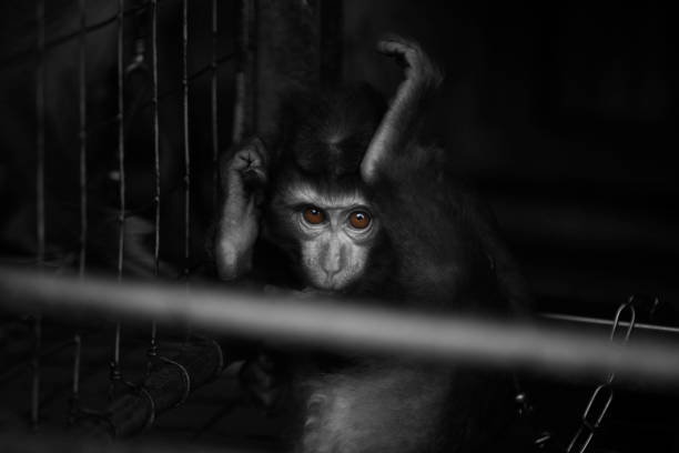 A photo seires in Black and white and color of the young and wild monkeys within Phuket Thailand,