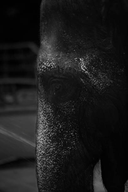 istock The roaming elephants of Thailand 853351494