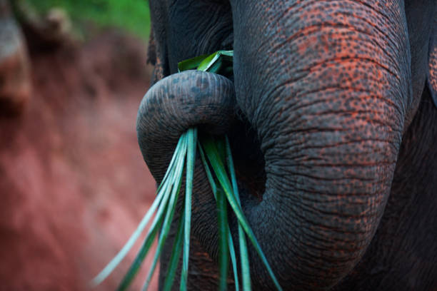 istock The roaming elephants of Thailand 853351570