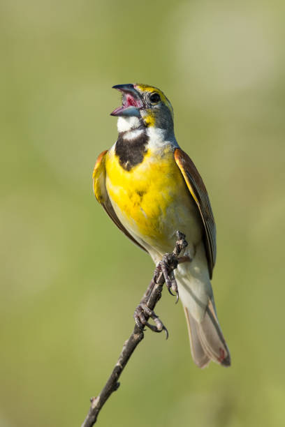 istock Dickcissel Singing, Flanagan Prairie, Arkansas 853354546