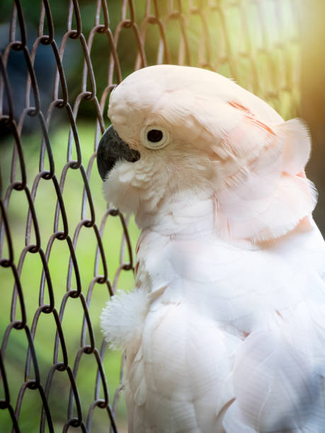istock Unhappy bird imprisoned in cage 853354678