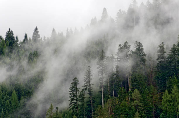 istock mountain forest  with wafts of mist 853355328