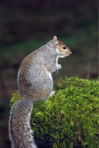 An Eastern Gray Squirrel stands watch on a moss-covered log in WA.