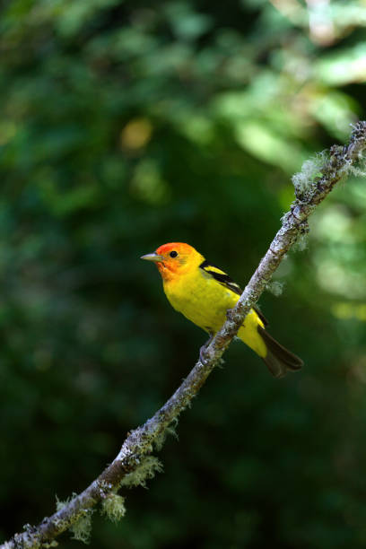 MALE WESTERN TANAGER A male Western Tanager on a perch in a backyard in WA. piranga ludoviciana stock pictures, royalty-free photos & images