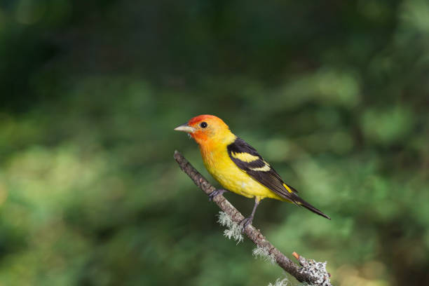 MALE WESTERN TANAGER A male Western Tanager on a perch in a backyard in WA. piranga ludoviciana stock pictures, royalty-free photos & images