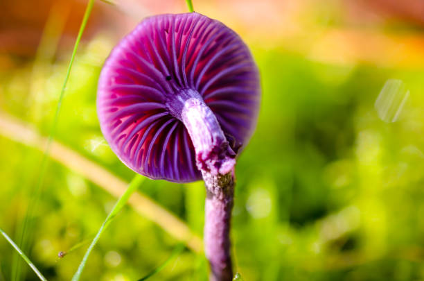 single purple mushroom growing in forest landscape