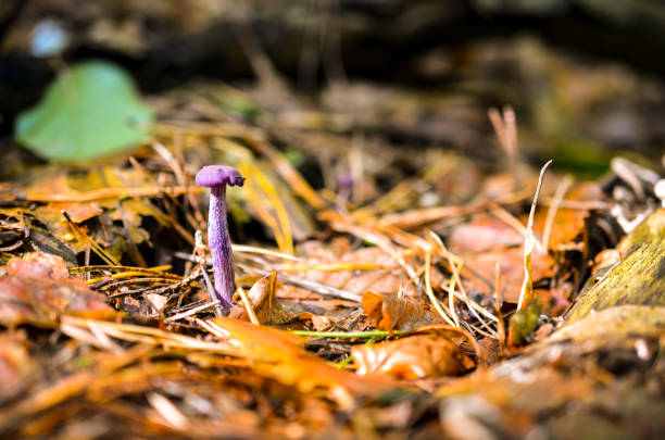istock single purple mushroom in forest 853362130