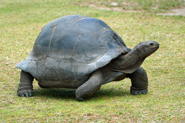 istock Giant tortoise walking over grazed grassland 853364736
