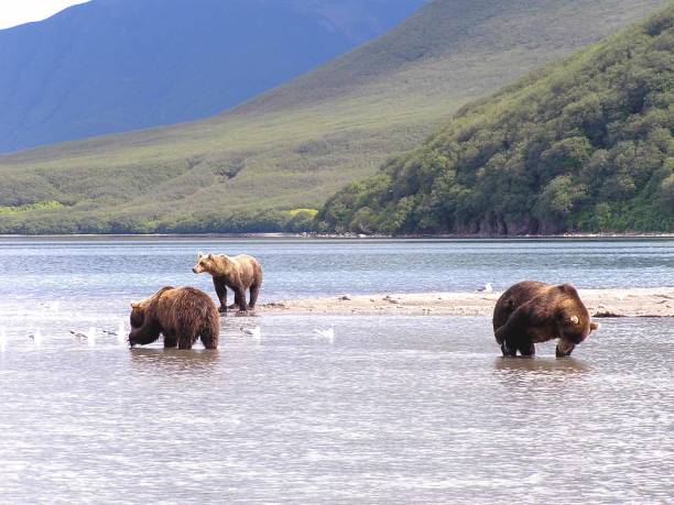 istock Kamtschatka bears- Kurile Lake - Russia 853364772
