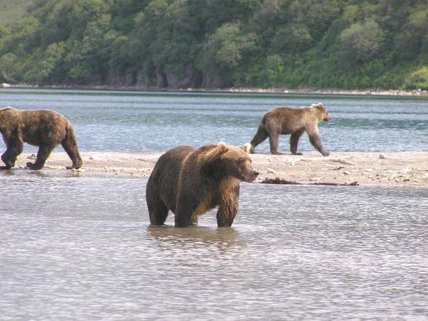 istock Kamtschatka bears- Kurile Lake - Russia 853364868