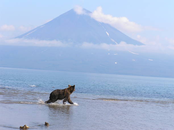 istock Kamtschatka bears- Kurile Lake - Russia 853365454