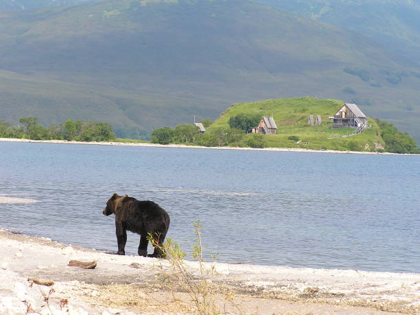 Kamtschatka bears- Kurile Lake - Russia Russia, Kamchatka -20.08.2008: he is the second largest living brown bear with a head-trunk length of 2.5 meters and a weight of 600 kilograms, is a native of the Kamchatka peninsula bär stock pictures, royalty-free photos & images