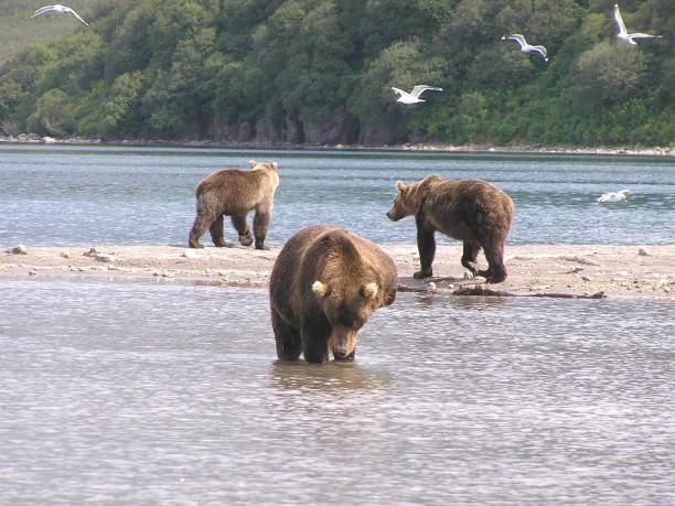 istock Kamtschatka bears- Kurile Lake - Russia 853365938