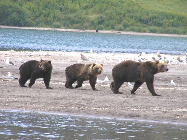 Kamtschatka bears- Kurile Lake - Russia OLYMPUS DIGITAL CAMERA    Russia, Kamchatka -21.08.2008: he is the second largest living brown bear with a head-trunk length of 2.5 meters and a weight of 600 kilograms, is a native of the Kamchatka peninsula bär stock pictures, royalty-free photos & images