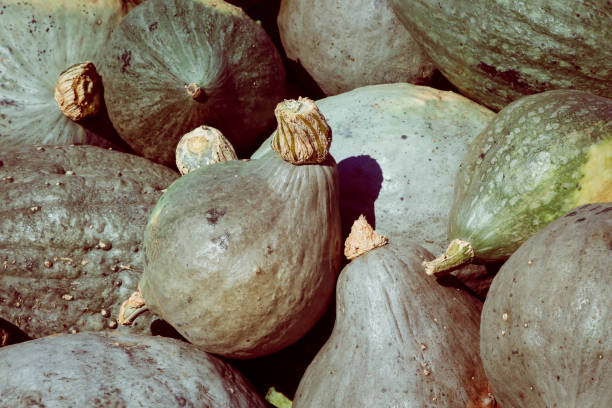 Blue Hubbard Squashes A lot of Blue Hubbard Squashes ( also called New England Blue Hubbard). The picture was taken on a farmer's market in Beelitz, Germany beelitz stock pictures, royalty-free photos & images