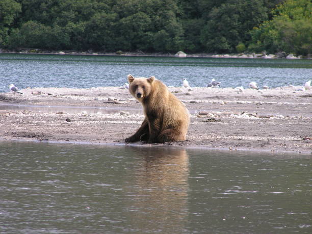 Kamtschatka bears- Kurile Lake - Russia Russia, Kamchatka -20.08.2008: he is the second largest living brown bear with a head-trunk length of 2.5 meters and a weight of 600 kilograms, is a native of the Kamchatka peninsula bär stock pictures, royalty-free photos & images