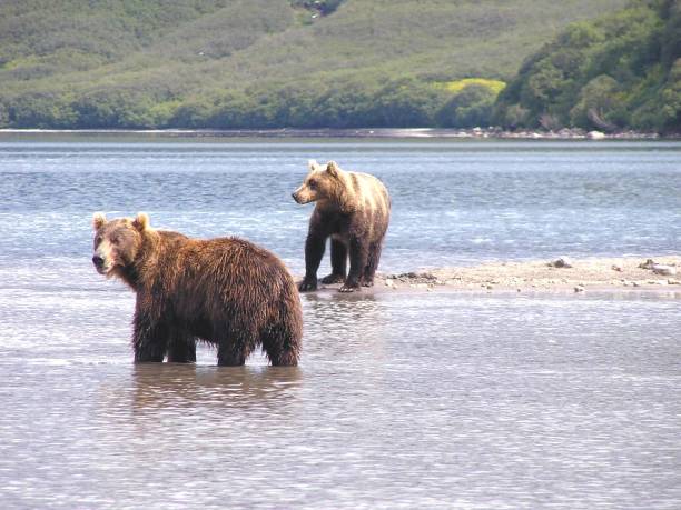 istock Kamtschatka bears- Kurile Lake - Russia 853369274