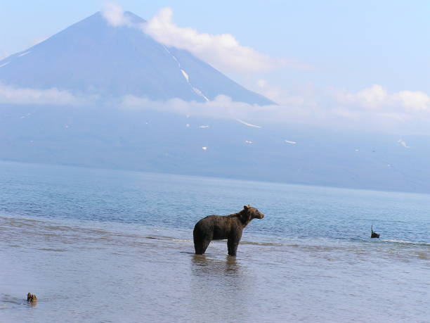 istock Kamtschatka bears- Kurile Lake - Russia 853369640