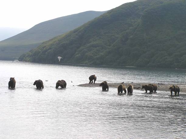 Kamtschatka bears- Kurile Lake - Russia OLYMPUS DIGITAL CAMERA  Russia, Kamchatka -20.08.2008: he is the second largest living brown bear with a head-trunk length of 2.5 meters and a weight of 600 kilograms, is a native of the Kamchatka peninsula bär stock pictures, royalty-free photos & images