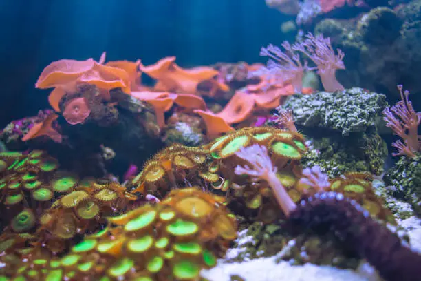 Photo of Sea Anemones beautiful underwater in ocean with sea coral garden and sea flower colorful nature in aquarium