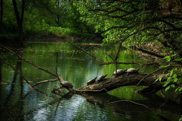 Turtles Turtles at river Ljubljanica, SLovenija lake murray stock pictures, royalty-free photos & images
