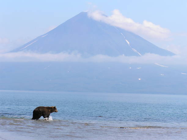 istock Kamtschatka bears- Kurile Lake - Russia 853376202
