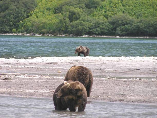 istock Kamtschatka bears- Kurile Lake - Russia 853376662