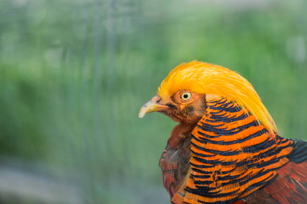 Male of the Golden Pheasant in captivity (Chrysolophus pictus) Male of the Golden Pheasant in captivity (Chrysolophus pictus) vinnytsia stock pictures, royalty-free photos & images