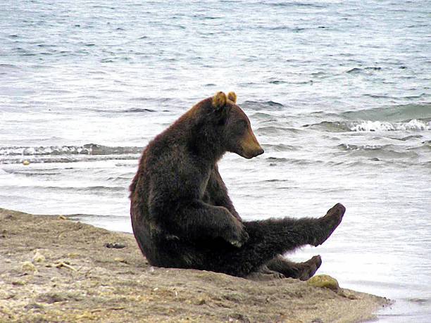 istock Kamtschatka bears- Kurile Lake - Russia 853380122